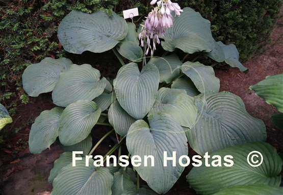 Hosta Devon Giant